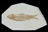 Knightia Fossil Fish - Wyoming #79953-1
